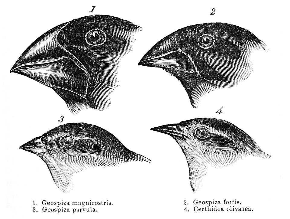 Galápagos observations