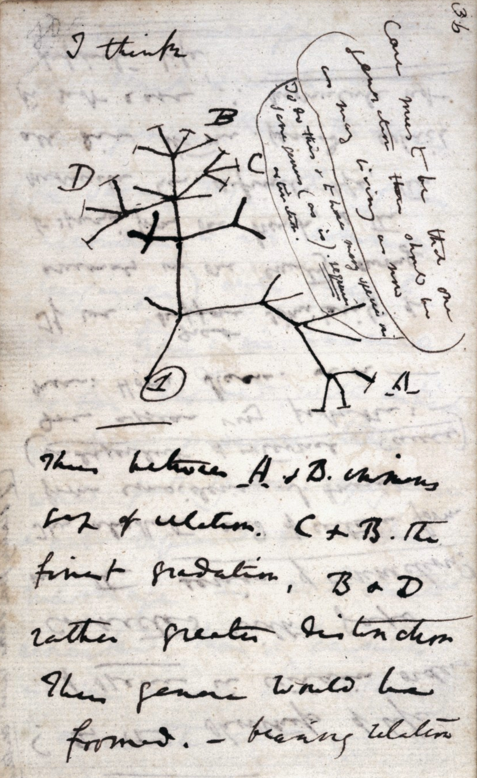 Begins transmutation notebook