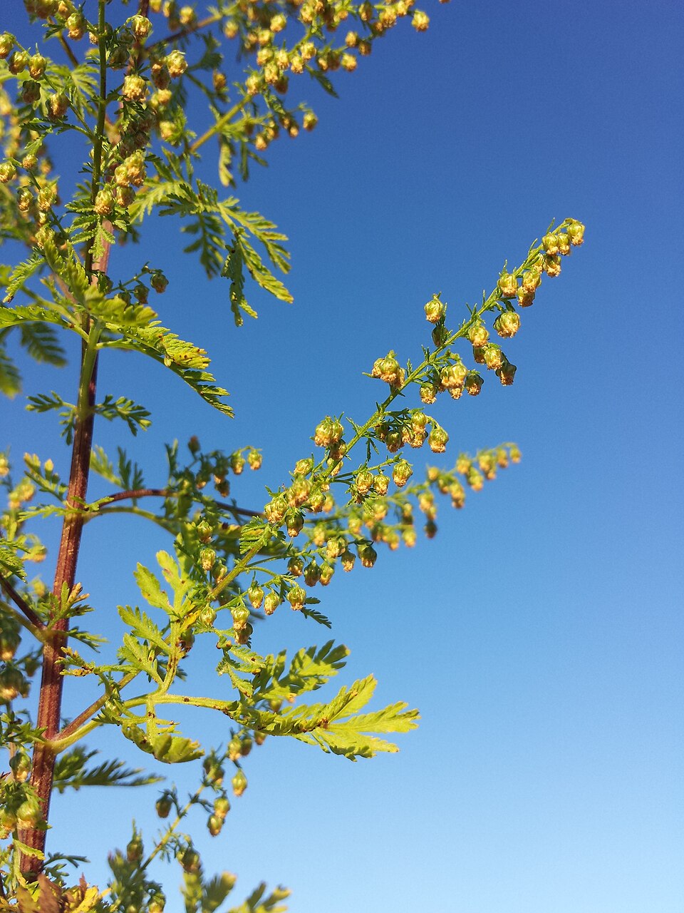Low-temperature qinghao extract succeeds