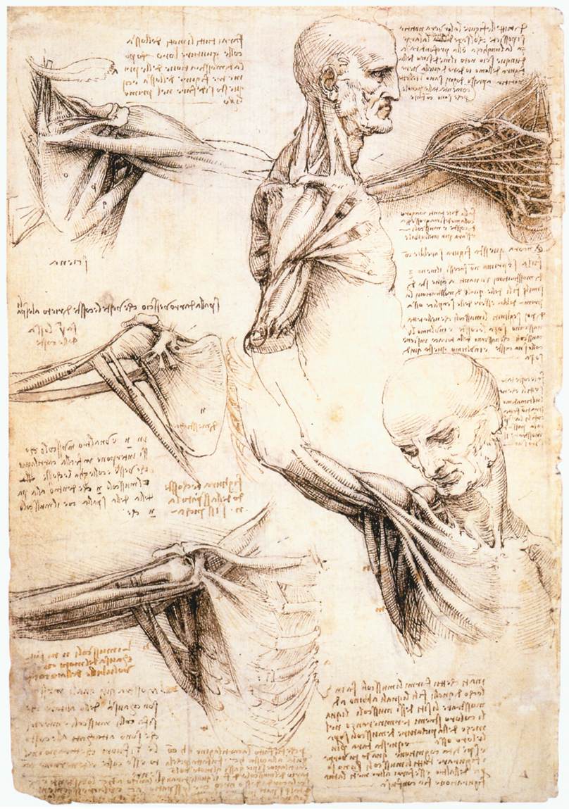 Anatomical studies intensify