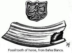 Fossils at Punta Alta