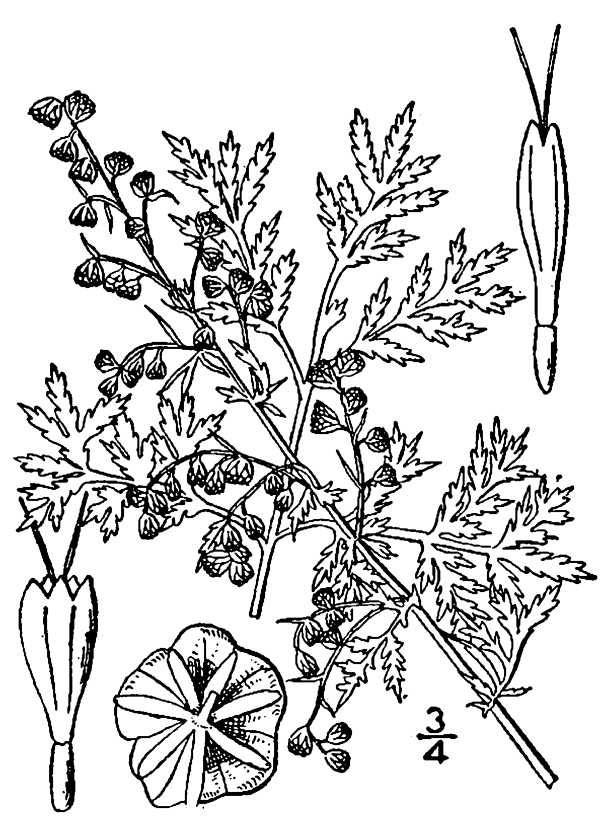First pharmacognosy publication